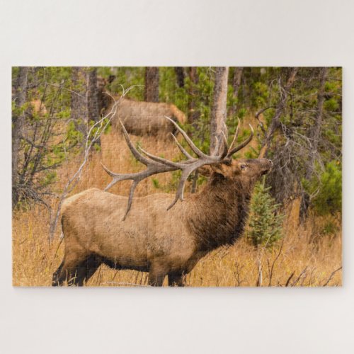 Male elk  Rocky Mountain National Park Colorado Jigsaw Puzzle