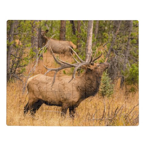 Male elk  Rocky Mountain National Park Colorado Jigsaw Puzzle