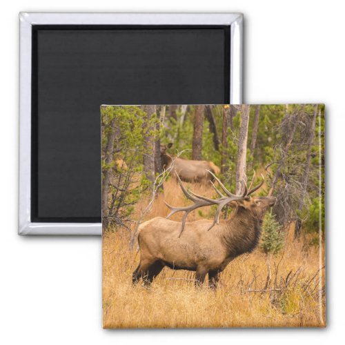 Male elk  Rocky Mountain National Park Colorado Magnet