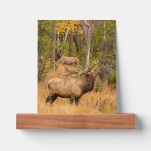 Male elk Rocky Mountain National Park, Colorado Picture Ledge