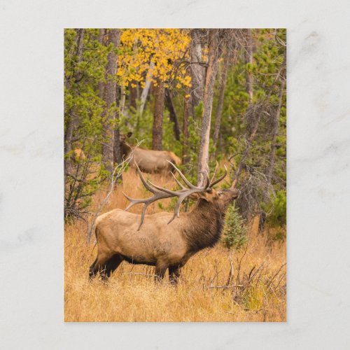 Male elk  Rocky Mountain National Park Colorado Postcard