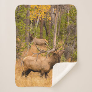 Male elk   Rocky Mountain National Park, Colorado Sherpa Blanket