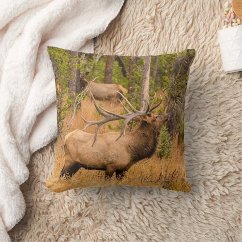 Male elk  Rocky Mountain National Park Colorado Throw Pillow