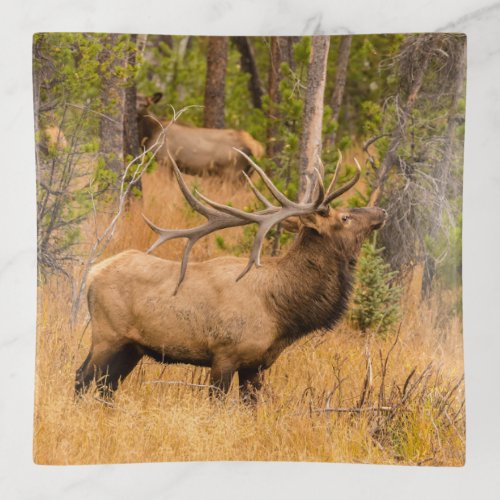 Male elk  Rocky Mountain National Park Colorado Trinket Tray