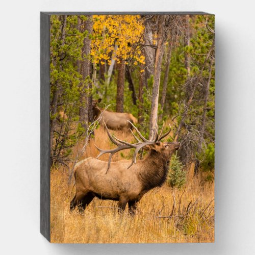 Male elk  Rocky Mountain National Park Colorado Wooden Box Sign