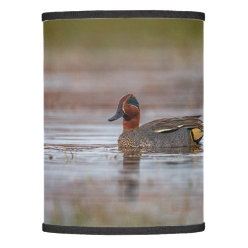 Male eurasian or common teal anas crecca duck lamp shade