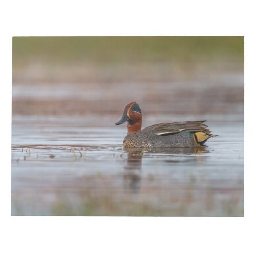 Male eurasian or common teal anas crecca duck notepad