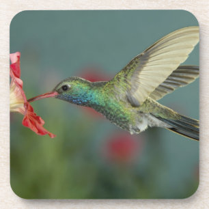 male feeding on Petunia, Madera Canyon, Arizona, Beverage Coaster
