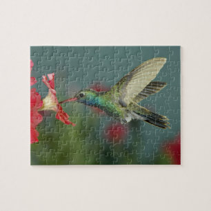 male feeding on Petunia, Madera Canyon, Arizona, Jigsaw Puzzle