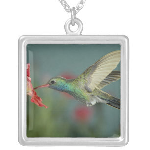 male feeding on Petunia, Madera Canyon, Arizona, Silver Plated Necklace