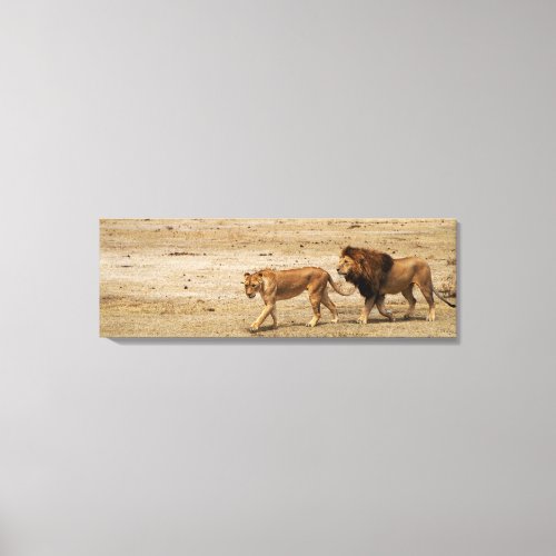 Male  Female Lion Canvas Print