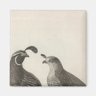 Male & Female Partridge of California Magnet