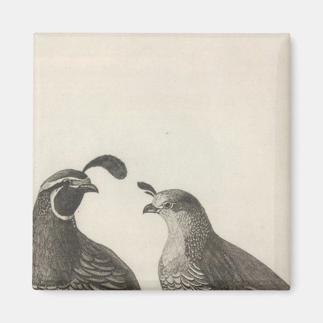 Male & Female Partridge of California Magnet (Front)