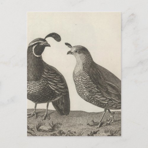 Male  Female Partridge of California Postcard