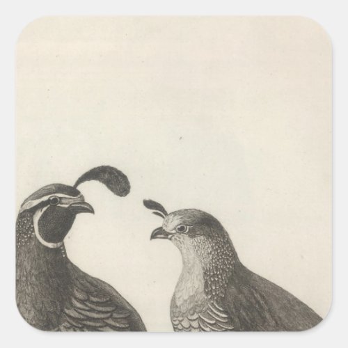 Male  Female Partridge of California Square Sticker