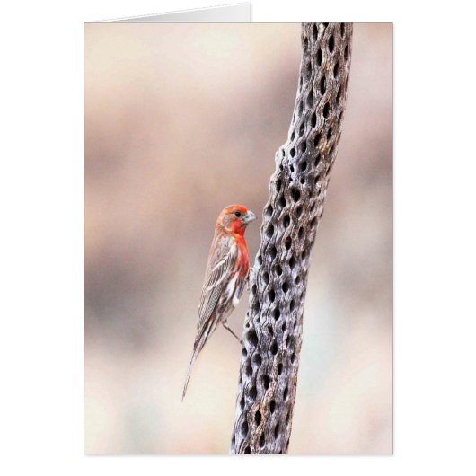 male finch cards (Front)
