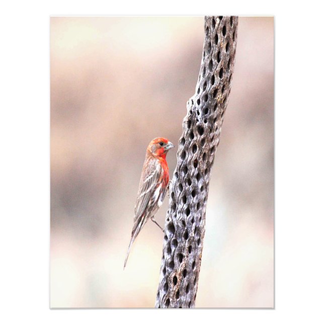 Male finch photo print (Front)