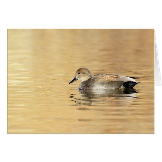 Male Gadwall Cards (Front Horizontal)