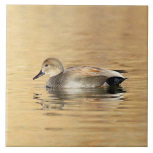 Male Gadwall Duck Ceramic Tile