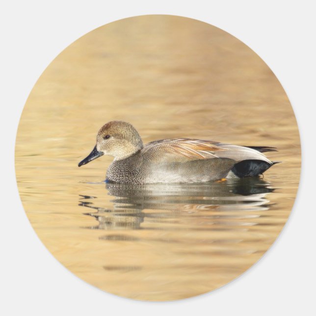 Male Gadwall Duck Classic Round Sticker (Front)