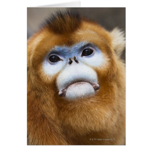 Male Golden Monkey Pygathrix roxellana