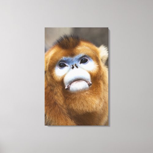Male Golden Monkey Pygathrix roxellana Canvas Print