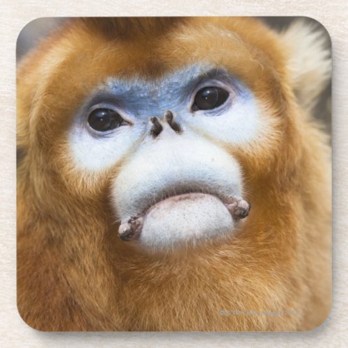 Male Golden Monkey Pygathrix roxellana Coaster
