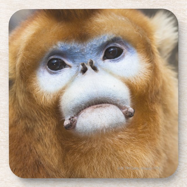 Male Golden Monkey Pygathrix roxellana Coaster (Front)