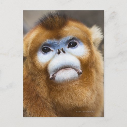 Male Golden Monkey Pygathrix roxellana Postcard