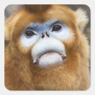 Male Golden Monkey Pygathrix roxellana Square Sticker