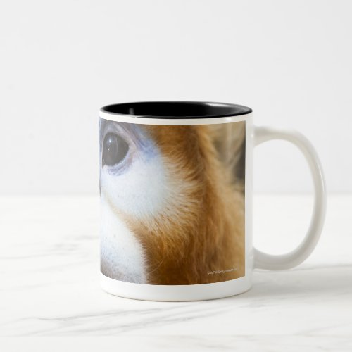 Male Golden Monkey Pygathrix roxellana Two_Tone Coffee Mug