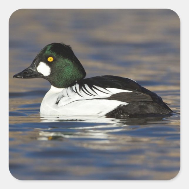 Male Goldeneye duck  Square Sticker (Front)