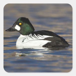 Male Goldeneye duck Square Sticker