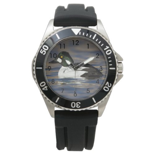 Male Goldeneye duck Watch