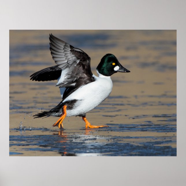 Male Goldeneye flapping on ice Poster (Front)