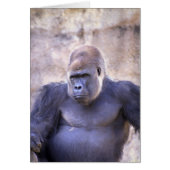 Male Gorilla (Front)