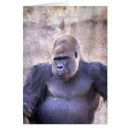 Male Gorilla Cards (Front)