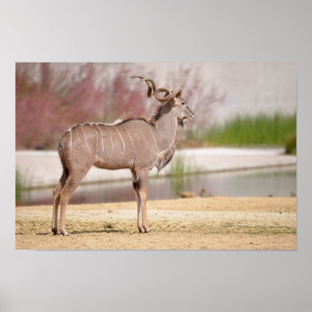 Male greater kudu poster (Front)
