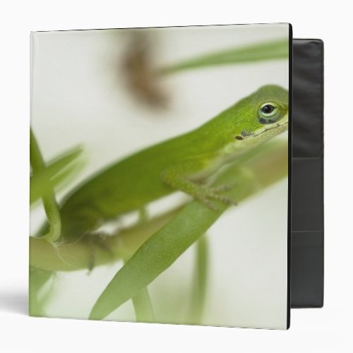 Male green anole Anolis carolinensis in a 3 Ring Binder