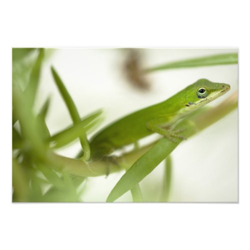 Male green anole Anolis carolinensis in a Photo Print