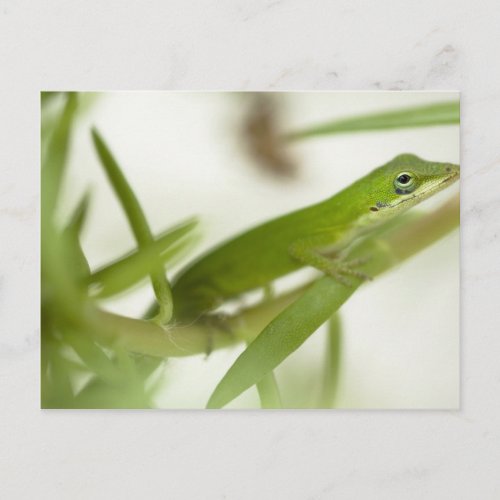 Male green anole Anolis carolinensis in a Postcard