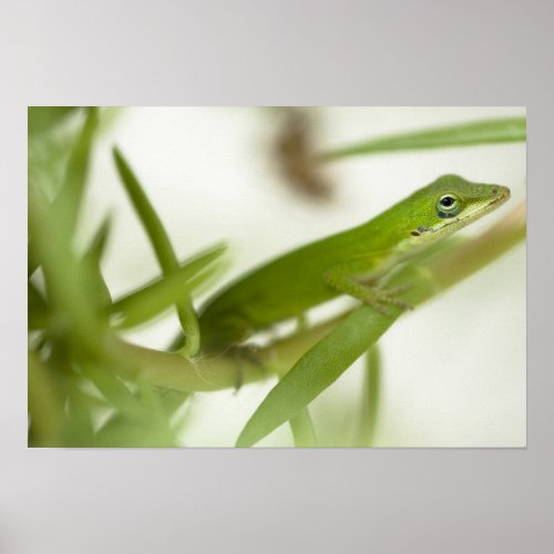 Male green anole Anolis carolinensis in a Poster