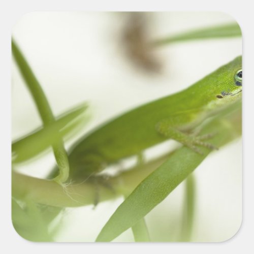 Male green anole Anolis carolinensis in a Square Sticker