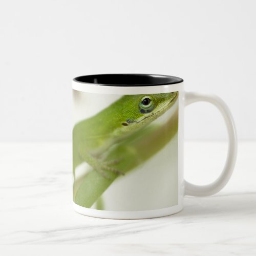 Male green anole Anolis carolinensis in a Two_Tone Coffee Mug
