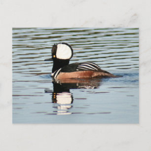 Male Hooded Merganser Duck Photo Postcard