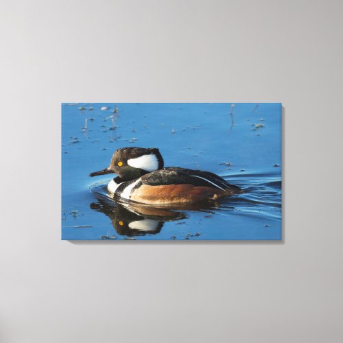 Male Hooded merganser Lophodytes cucullatus Canvas Print