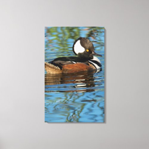 Male Hooded merganser with crest raised Canvas Print