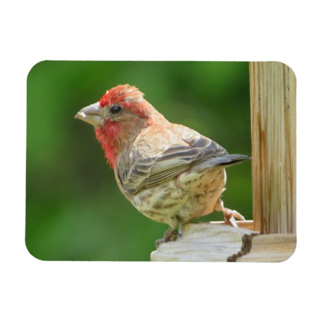 Male House Finch Magnet (Horizontal)