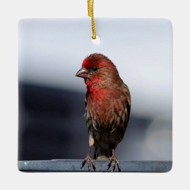 Male House Finch Ornament (Front)