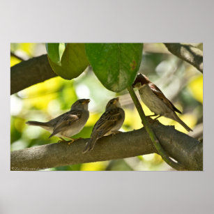 Male House Sparrow Feeding Babies Poster